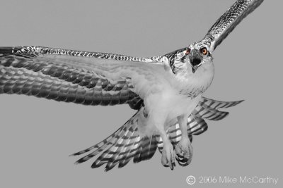 Screaming Osprey Select color.jpg