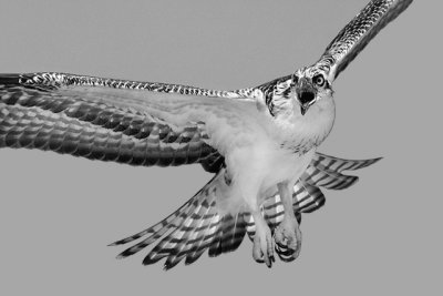 Screaming Osprey BW.jpg