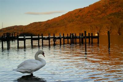 Swan on Lake Windermere