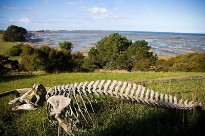 A pilot whale skeleton displayed at Farewell Spit