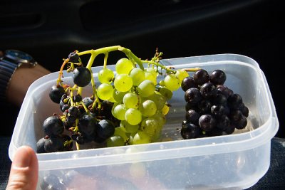 Malborough Wine grapes from Grove Mill - malbec, cab sauv, and pinot noir.  Yummy!