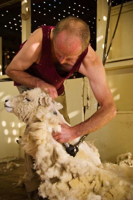 A sheep-shearing demo - entertaining show!