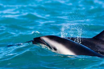 Dusky dolphin breath