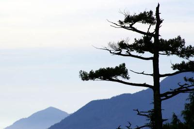 craggy tree close-up