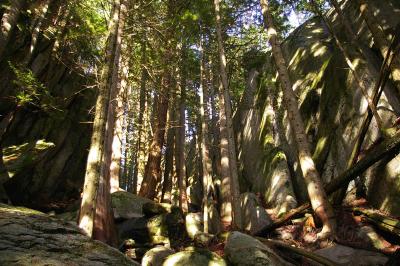 rocky forest