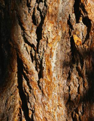 bark on old-growth tree