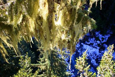 Witch's Hair - a symbiosis of algae and fungus (a lichen)