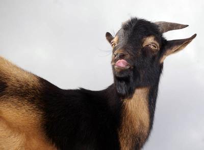 Billy goat licks his chops