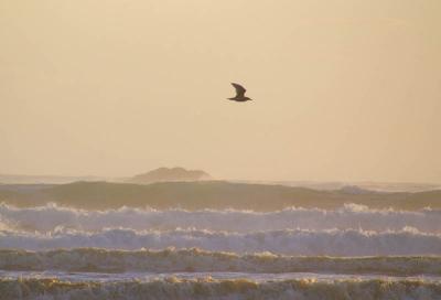 gull over the waves
