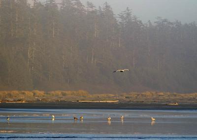 gulls by river