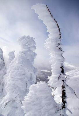 wind-blown snow sticking to tree