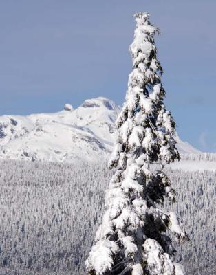 Snow clings to alpine tree
