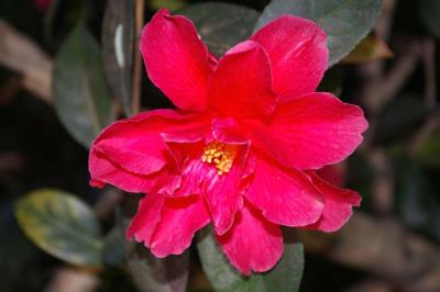 Rhodo flower at UVic garden