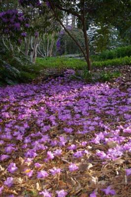 Rhodo petals