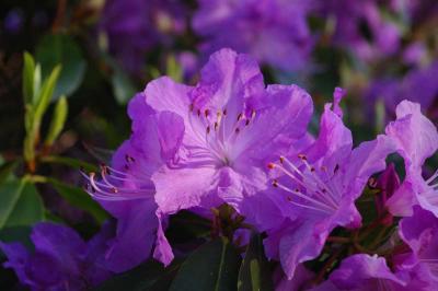 Rhododendron at the UVic gardens