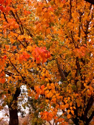 12-14-09 Rainbow Colors of Fall 2.jpg