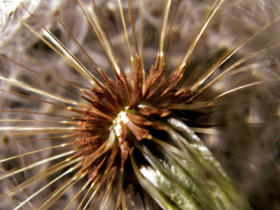 3-15-2010 Dandelion 5.jpg