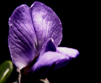 3-27-2010 Mountain Laurel 1.jpg