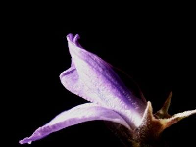 3-27-2010 Mountain Laurel 4.jpg