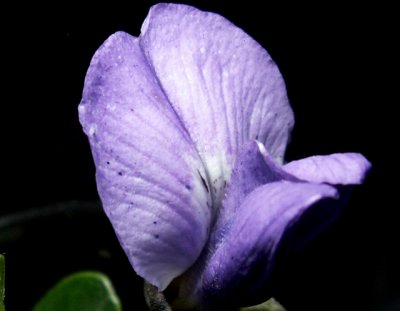 3-27-2010 Mountain Laurel 6.jpg