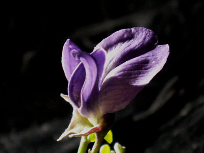 3-27-2010 Mountain Laurel 9.jpg
