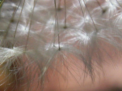 4-3-2010 Dandelion 7.jpg