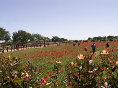 4-24-2010 Fredericksburg 13.jpg