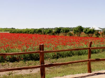 4-24-2010 Fredericksburg 17.jpg