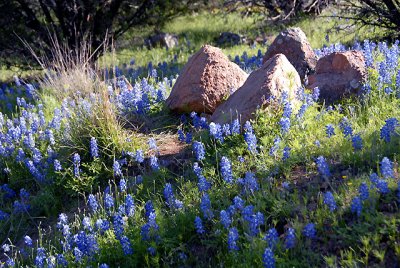 4-26-2010 Willow City Loop 30.jpg