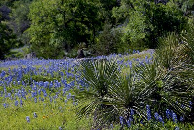 4-26-2010 Willow City Loop 38.jpg