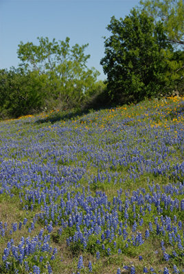 4-25-2010 Llano River 4.jpg