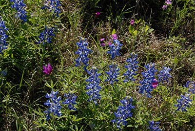 4-25-2010 Llano River 6.jpg