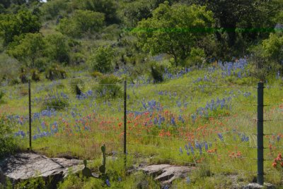 4-26-2010 Willow City Loop 50.jpg