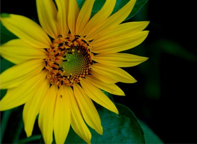 5-6-2010 Sunflower 1.jpg