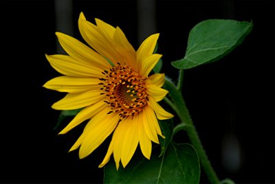 5-6-2010 Sunflower 2.jpg