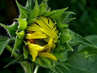 5-5-2010 Sunflower 3.jpg