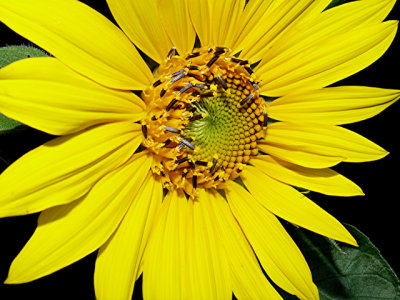 5-6-2010 Sunflower 6.jpg