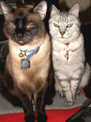 5-22-2010 Buddy and Tigger.jpg