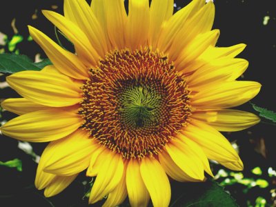 5-26-2010 Sunflower.jpg