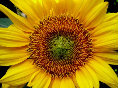 5-26-2010 Sunflower 1.jpg