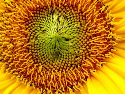 5-26-2010 Sunflower 2.jpg