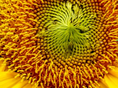 5-26-2010 Sunflower 3.jpg