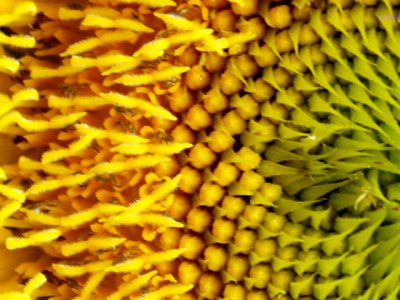 5-26-2010 Sunflower 4.jpg