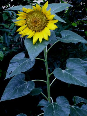 6-4-2010 Sunflower 1.jpg