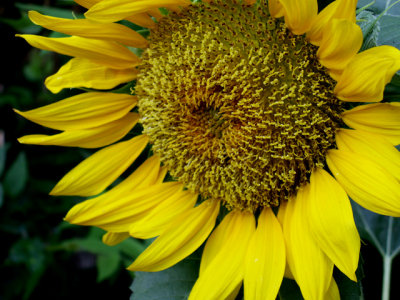 6-4-2010 Sunflower 2.jpg