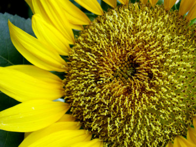 6-4-2010 Sunflower 4.jpg