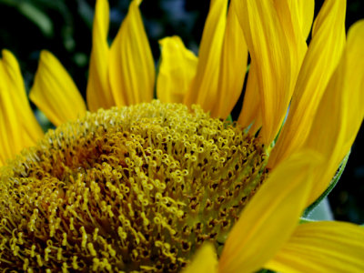 6-4-2010 Sunflower 6.jpg