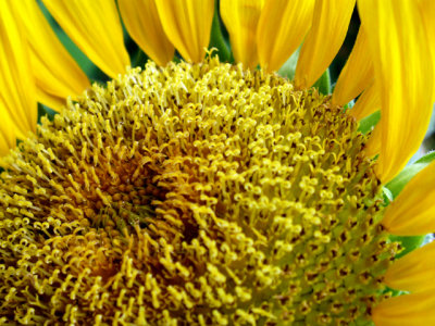 6-4-2010 Sunflower 7.jpg