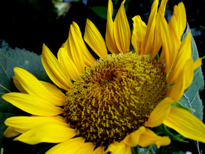 6-4-2010 Sunflower 8.jpg