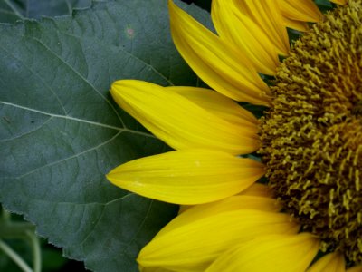 6-4-2010 Sunflower 9.jpg